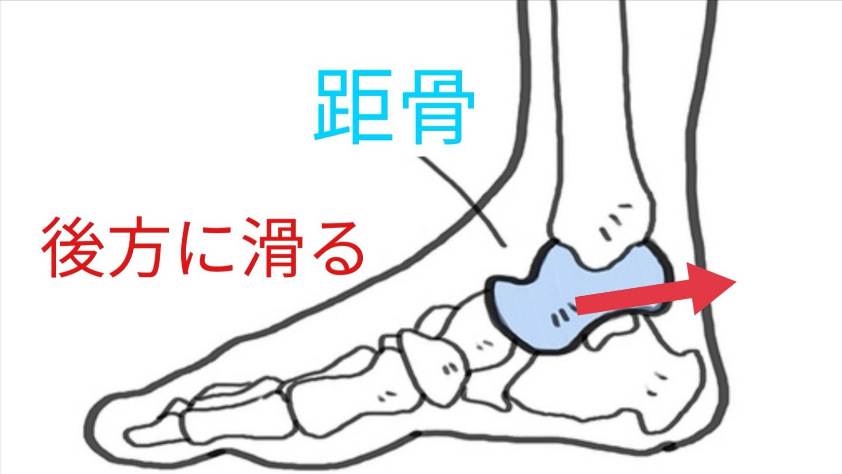 足関節背屈制限の3つの原因と理学療法士おすすめ評価法！ リハビリの一助となりますように