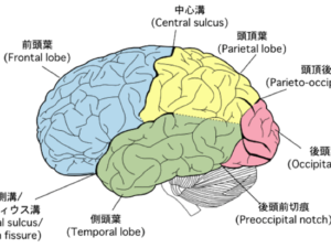 後頭葉の機能と障害を理解しよう リハビリの一助となりますように